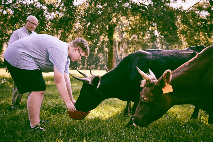 Boy Feeding Cow